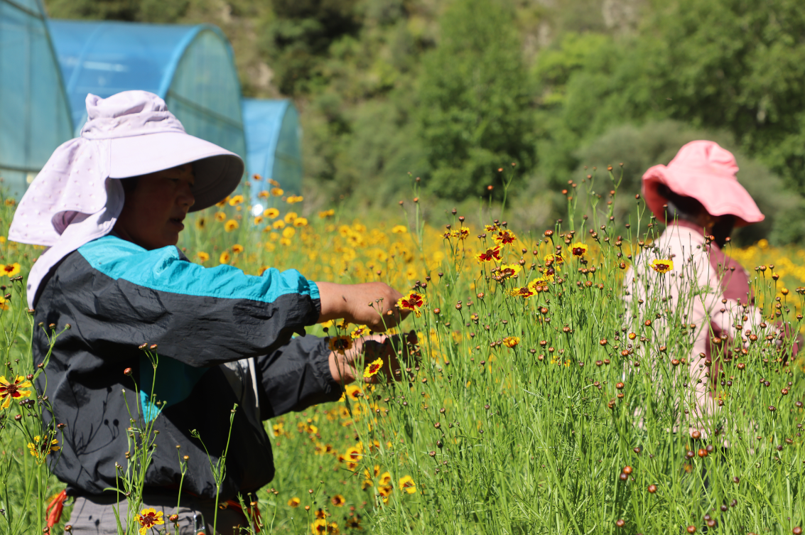 支持?jǐn)U大雪菊種植300畝、藜麥200畝，助力當(dāng)?shù)厝罕娫鍪? class=